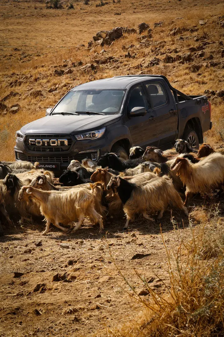 Foton pickup with a herd of goats, social campaign shoot in Lebanon